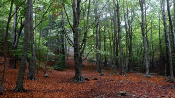 Una fageda al Montseny, com un bosc de fades